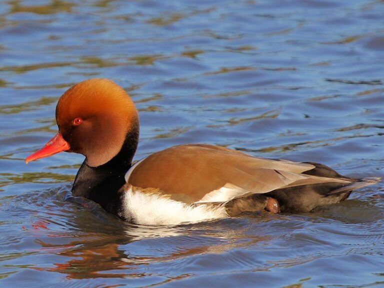 15 Red Ducks You Should Know
