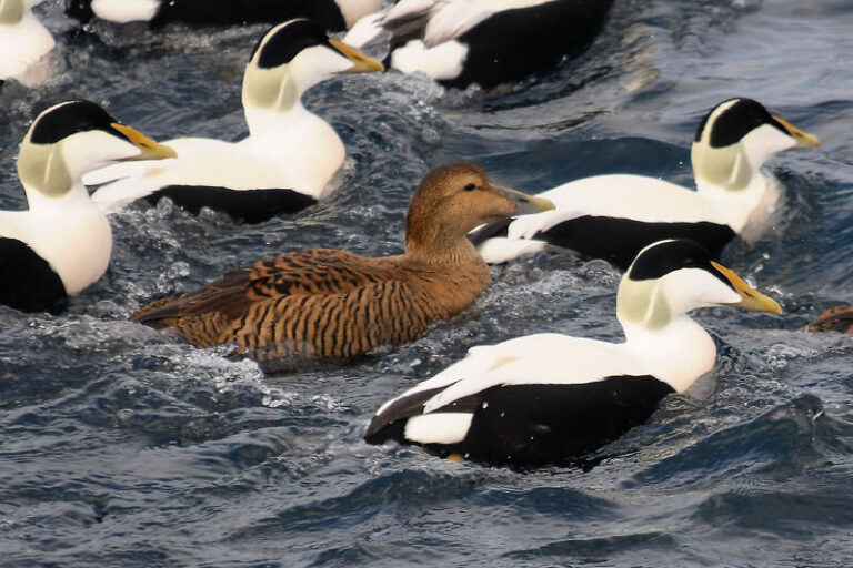 16 Black and White Diving Ducks (With Pictures)